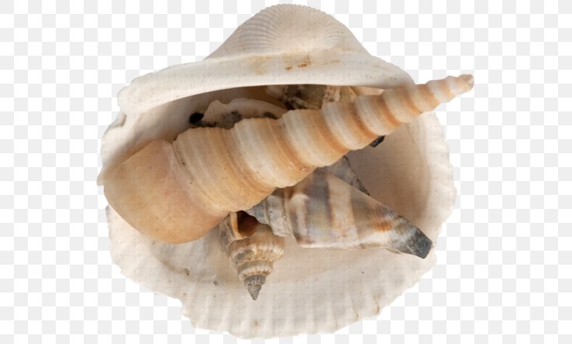Seashell Sea Snail Clip Art, PNG, 553x494px, Sea, Blog, Clam, Clams Oysters Mussels And Scallops, Cockle Download Free