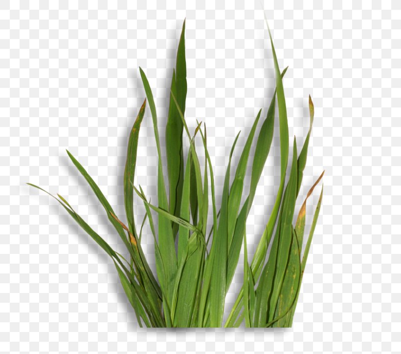 Sweet Grass Welsh Cuisine Allium Fistulosum Wheatgrass Commodity, PNG, 800x725px, Sweet Grass, Allium, Allium Fistulosum, Commodity, Grass Download Free