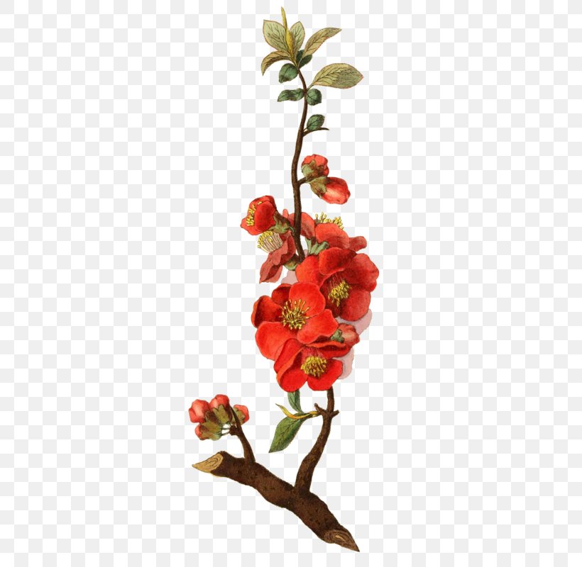 Botanical Illustration Botany Rose, PNG, 347x800px, Botanical Illustration, Artificial Flower, Botany, Branch, Cut Flowers Download Free