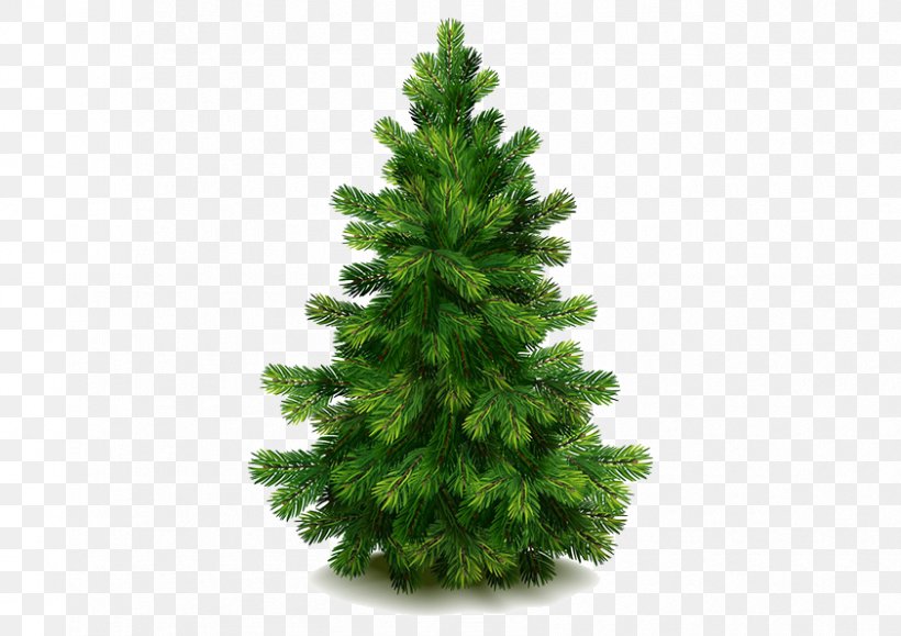 Eastern White Pine Fir Tree, PNG, 842x595px, Pine, Biome, Cedar, Christmas Decoration, Christmas Ornament Download Free