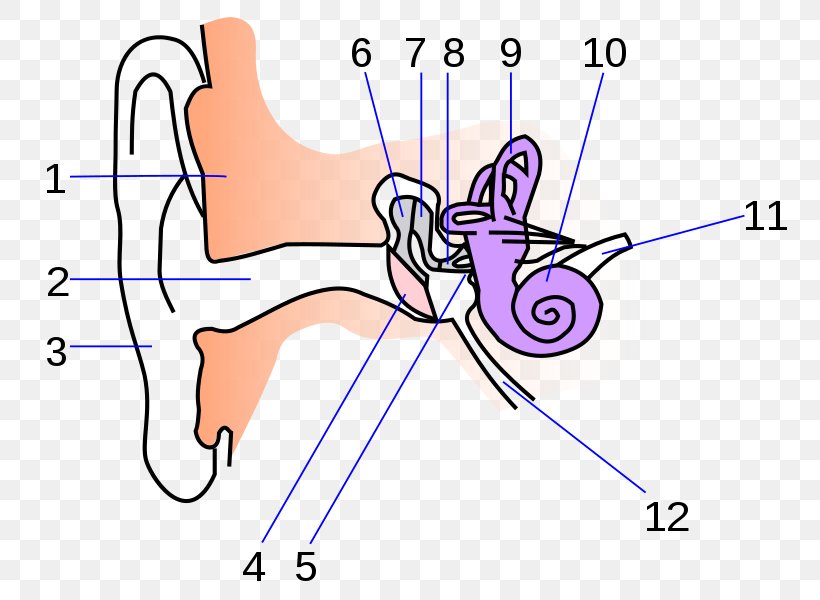 Inner Ear Anatomy Human Body Middle Ear, PNG, 761x600px, Watercolor, Cartoon, Flower, Frame, Heart Download Free