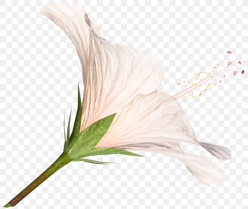 Lilium Flower Clip Art, PNG, 800x693px, Lilium, Color, Commodity, Feather, Flower Download Free