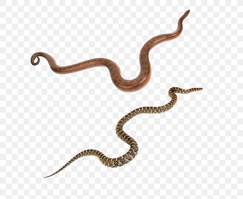 Snakes Vipers Reptile Black Mamba Green Anaconda, PNG, 700x672px, Snakes, Anaconda, Black Mamba, Boa Constrictor, Boas Download Free