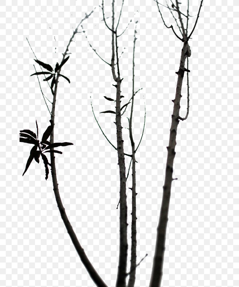 Twig Download, PNG, 685x984px, Twig, Black And White, Branch, Designer, Monochrome Download Free