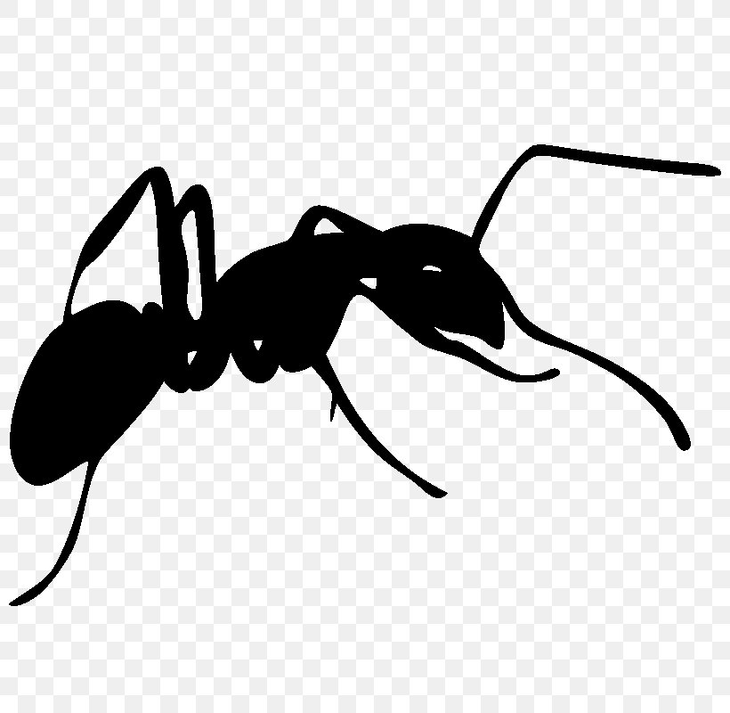 Ant Silhouette Photography Clip Art, PNG, 800x800px, Ant, Arthropod, Black And White, Carrelage, Drawing Download Free