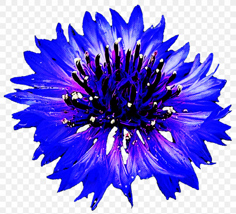 Blue Flower Petal Cobalt Blue Plant, PNG, 1024x928px, Blue, Annual Plant, China Aster, Cobalt Blue, Electric Blue Download Free