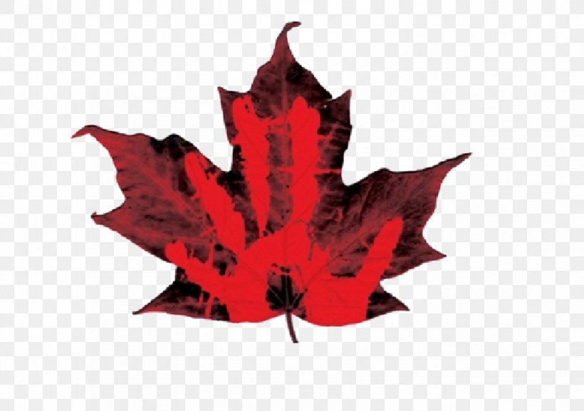 Canada Sugar Maple Norway Maple Maple Leaf, PNG, 1676x1181px, Canada, Autumn Leaf Color, Canadian Dollar, Flowering Plant, Leaf Download Free