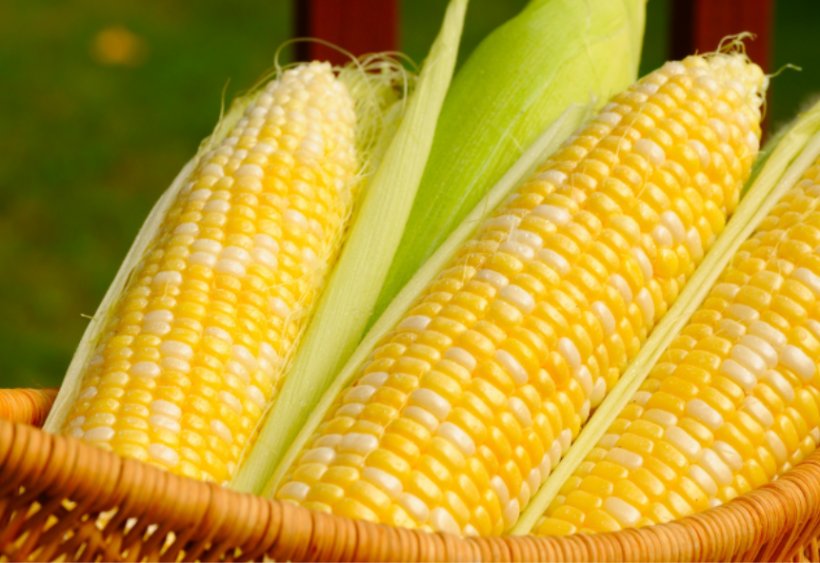 Corn On The Cob Genetically Modified Maize Genetically Modified Food Genetically Modified Organism, PNG, 861x592px, Corn On The Cob, Agriculture, Commodity, Corn Kernels, Field Corn Download Free