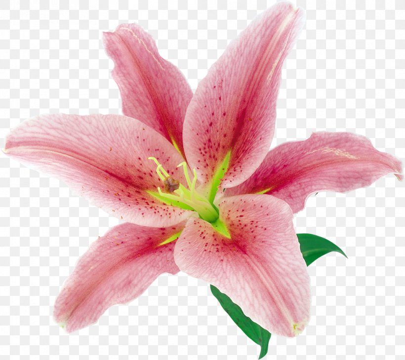 Flower Lilium, PNG, 1063x947px, Flower, Adobe After Effects, Computer Software, Cut Flowers, Flowering Plant Download Free