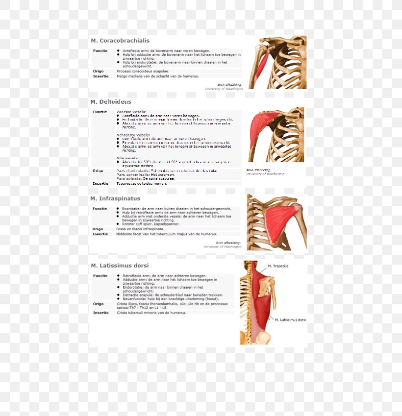 Latissimus Dorsi Muscle Levator Scapulae Muscle Origin, PNG, 600x849px, Watercolor, Cartoon, Flower, Frame, Heart Download Free