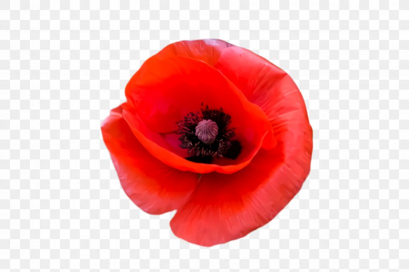 Blossom Background, PNG, 2448x1632px, Poppy Flower, Anemone, Bloom, Blossom, Closeup Download Free