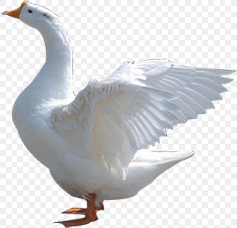 Domestic Goose Duck Cygnini Bird, PNG, 816x790px, Watercolor, Cartoon, Flower, Frame, Heart Download Free