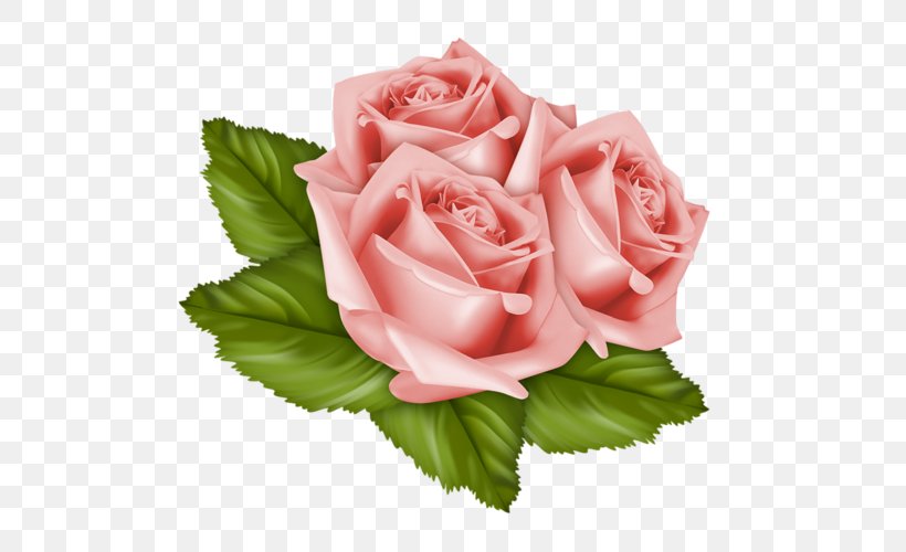 Garden Roses Cabbage Rose Friday Week Cut Flowers, PNG, 500x500px, Garden Roses, Akhir Pekan, Birthday, Cabbage Rose, Cut Flowers Download Free