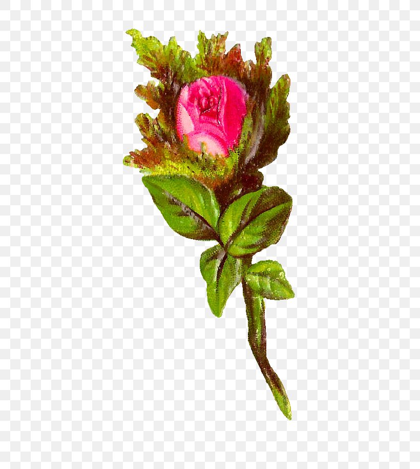 Garden Roses Cut Flowers Cabbage Rose Bokmärke, PNG, 481x914px, Garden Roses, Artificial Flower, Botany, Bud, Cabbage Rose Download Free