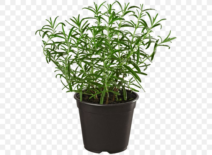 Herb Rosemary REWE Group Summer Savory, PNG, 600x600px, Herb, Com, Evergreen, Fertilisers, Flowerpot Download Free