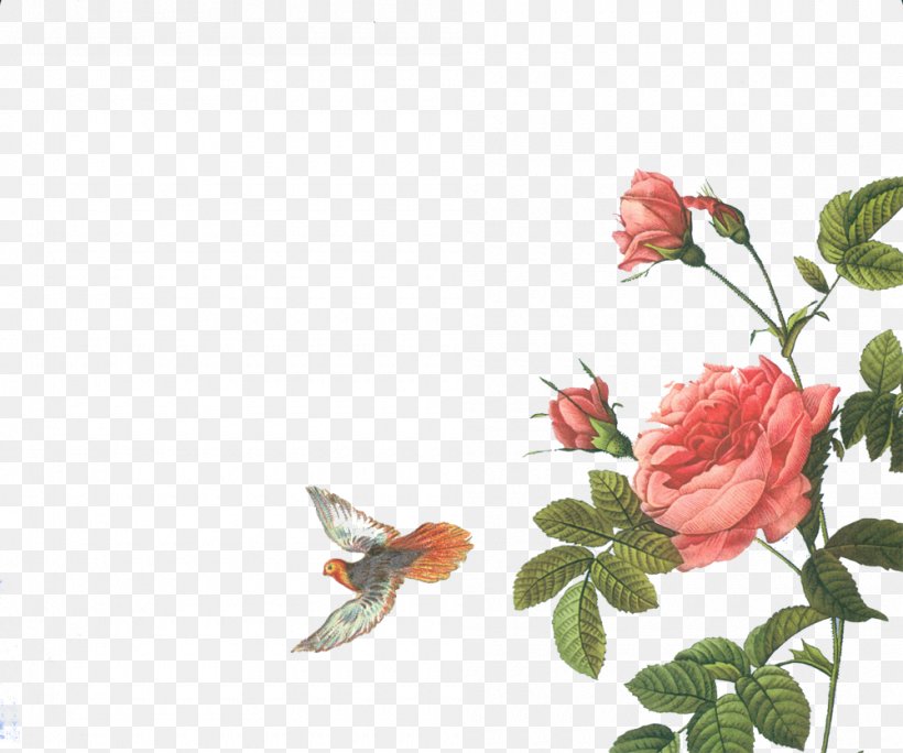 Rose Botanical Illustration Printmaking Botany Illustration, PNG, 1000x835px, Rose, Art, Bookplate, Botanical Illustration, Botany Download Free