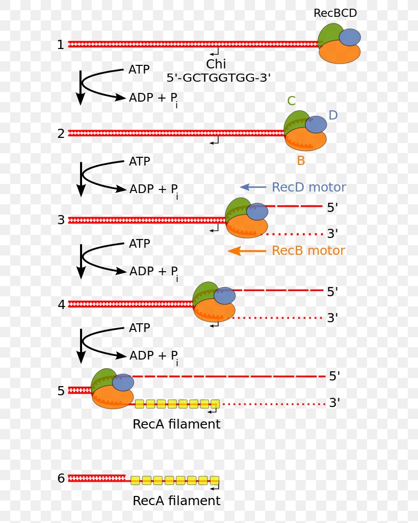 Exonuclease Endonuclease RecBCD Homologous Recombination DNA, PNG, 626x1024px, Exonuclease, Area, Diagram, Dna, Dna Replication Download Free