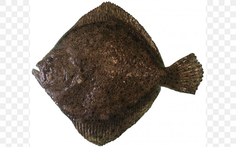 Flounder Turbot Brill Flatfish Common Sole, PNG, 1080x675px, Flounder, Actinopterygii, Brill, Common Sole, Fish Download Free