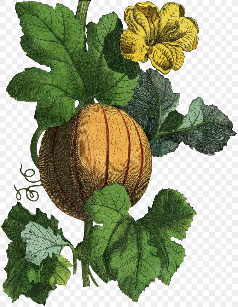 Gourd Winter Squash Cucurbita Herb Calabaza, PNG, 1393x1800px, 2016, Gourd, Calabaza, Cucumber Gourd And Melon Family, Cucumis Download Free