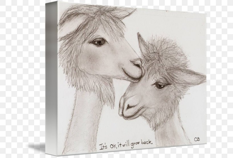 Sheep Goat Camel Fur Mammal, PNG, 650x555px, Sheep, Artwork, Black And White, Camel, Camel Like Mammal Download Free