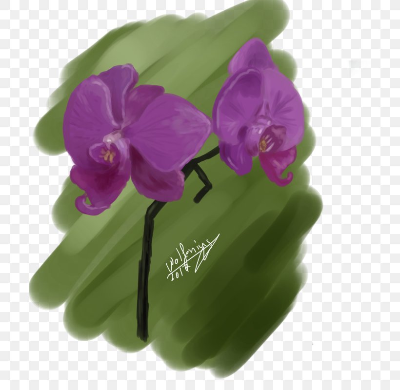Violet Purple Lilac Magenta Moth Orchids, PNG, 700x800px, Violet, Family, Flower, Flowering Plant, Herbaceous Plant Download Free