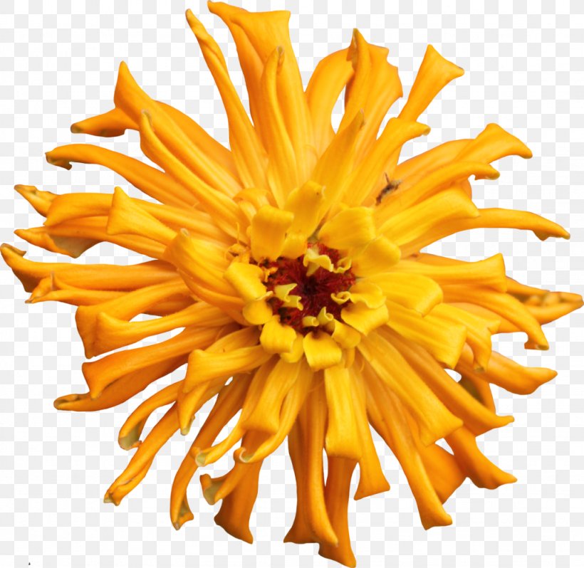 Zinnia Plant Cut Flowers Dahlia Chrysanthemum, PNG, 1024x997px, Zinnia, Cactaceae, Chrysanthemum, Chrysanths, Common Sunflower Download Free