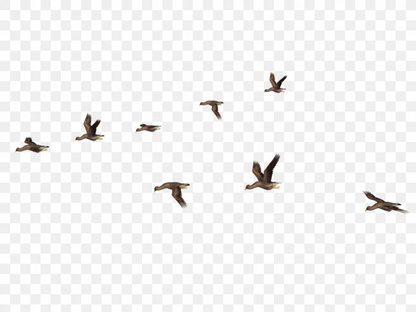Bird Flight Clip Art, PNG, 1024x768px, Bird, Animal Migration, Beak, Bird Flight, Bird Migration Download Free