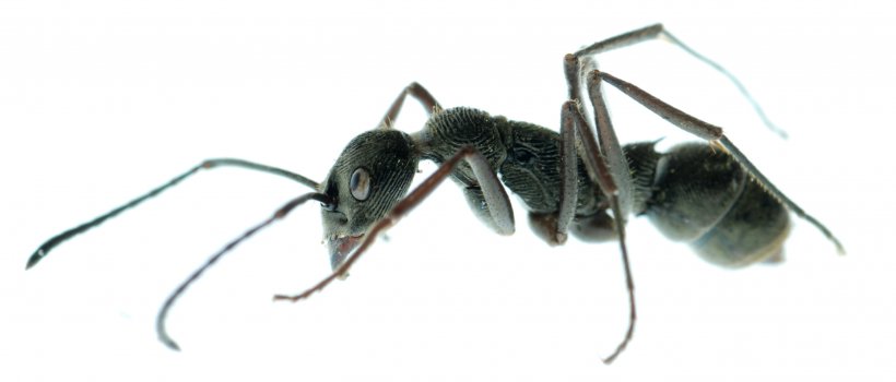 Black Carpenter Ant Insect Cockroach Pest Control, PNG, 2708x1156px, Ant, Arthropod, Black Carpenter Ant, Black Garden Ant, Carpenter Ant Download Free