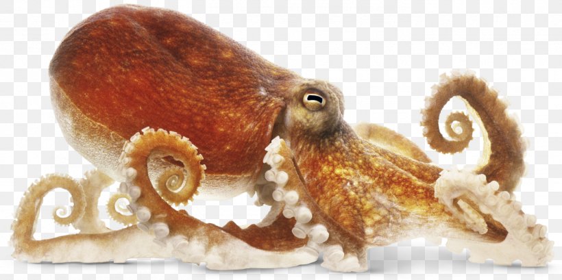 Common Octopus Clip Art, PNG, 1403x700px, Octopus, Amphioctopus Marginatus, Cephalopod, Cephalopod Beak, Common Octopus Download Free