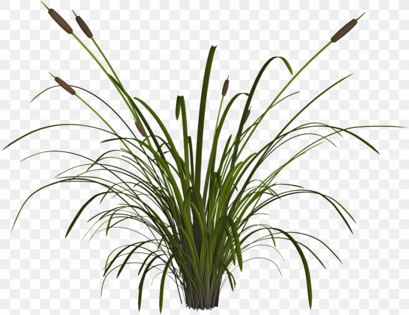 Grass Plant Flower Grass Family Houseplant, PNG, 958x739px, Grass, Chives, Flower, Grass Family, Herb Download Free