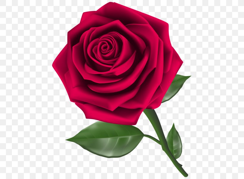 Rose Clip Art, PNG, 479x600px, Rose, Black Rose, Cut Flowers, Floribunda, Floristry Download Free