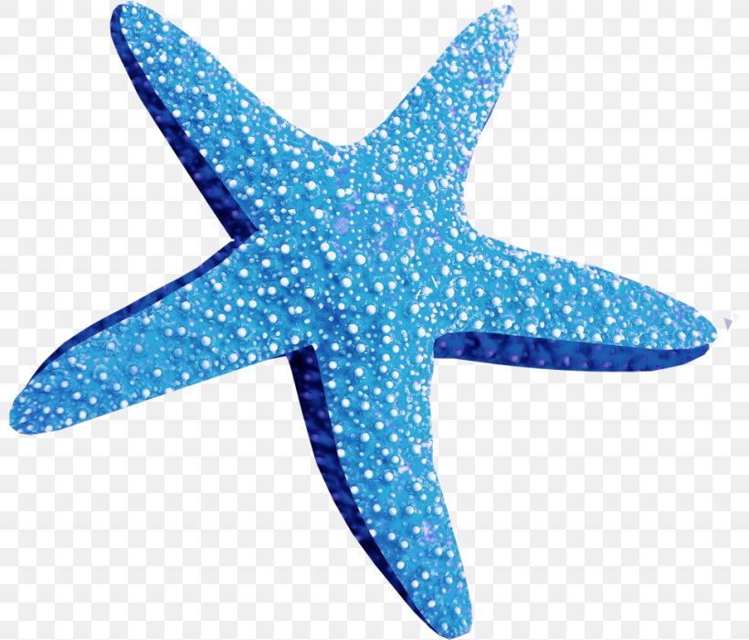 Starfish Brittle Star Desktop Wallpaper Clip Art, PNG, 800x701px, Starfish, Aqua, Basket Star, Brittle Star, Computer Monitors Download Free
