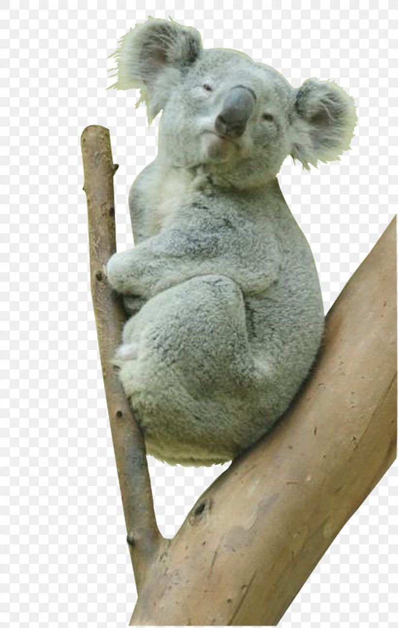 Koala Australia Bear Animal, PNG, 1360x2143px, Koala, Animal, Australia, Bear, Coreldraw Download Free