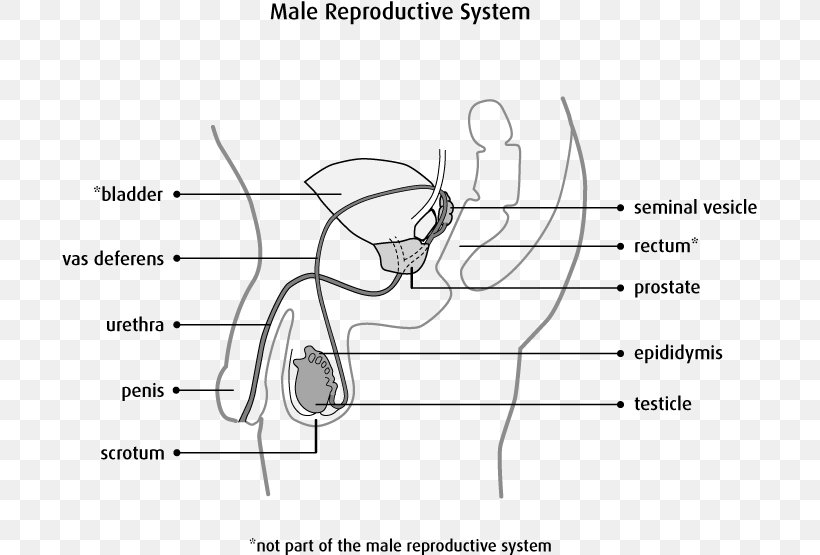 Male Reproductive System Scrotum Testicle Anatomy, PNG, 696x555px, Watercolor, Cartoon, Flower, Frame, Heart Download Free
