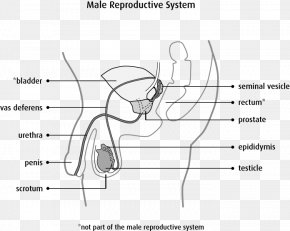 Scrotum Images Scrotum Transparent Png Free Download