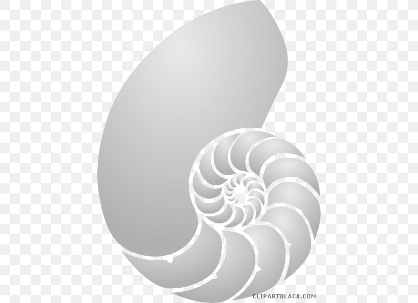 Nautilidae Clip Art Seashell Vector Graphics Chambered Nautilus, PNG, 438x595px, Nautilidae, Black And White, Chambered Nautilus, Drawing, Invertebrate Download Free