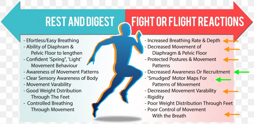 Parasympathetic Nervous System Fight-or-flight Response Physiology, PNG, 2420x1185px, Parasympathetic Nervous System, Area, Blue, Brand, Breathing Download Free