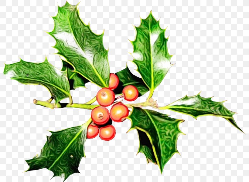 Watercolor Christmas Tree, PNG, 800x600px, Christmas Day, American Holly, Aquifoliales, Branch, Chinese Hawthorn Download Free