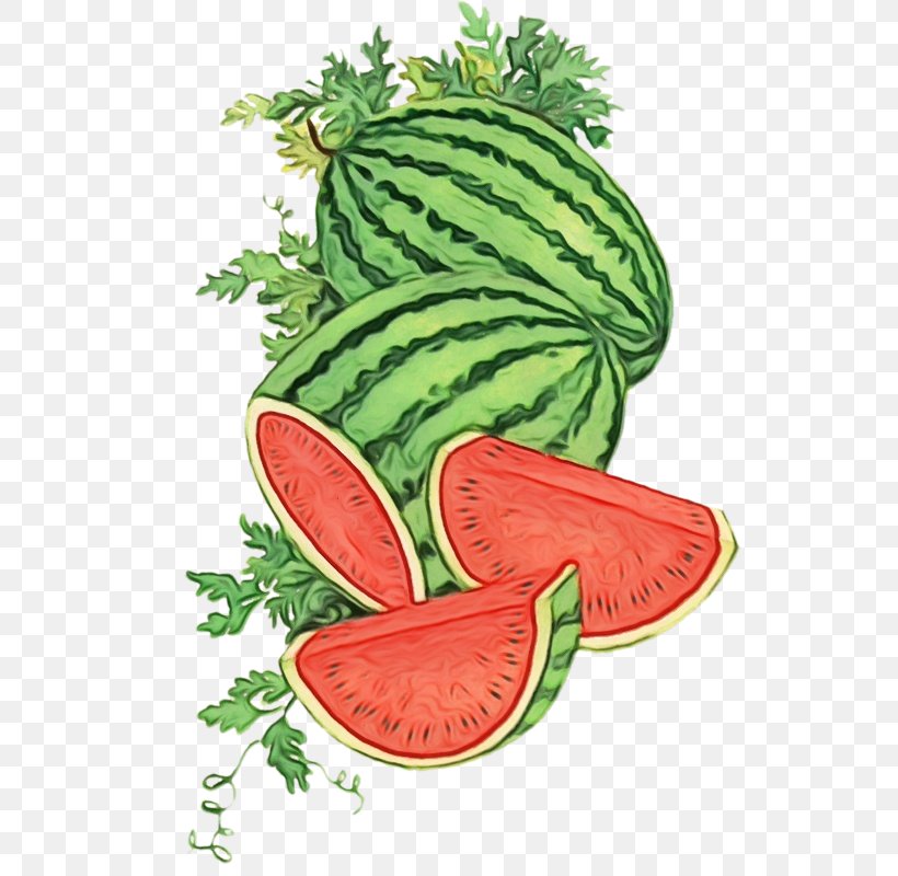 Watermelon Cartoon, PNG, 532x800px, Watermelon, Aubergines, Cantaloupe, Citrullus, Collard Download Free
