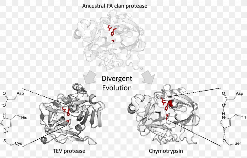 Divergent Evolution Serine Protease Catalytic Triad Chymotrypsin, PNG, 1200x769px, Divergent Evolution, Active Site, Area, Art, Artwork Download Free