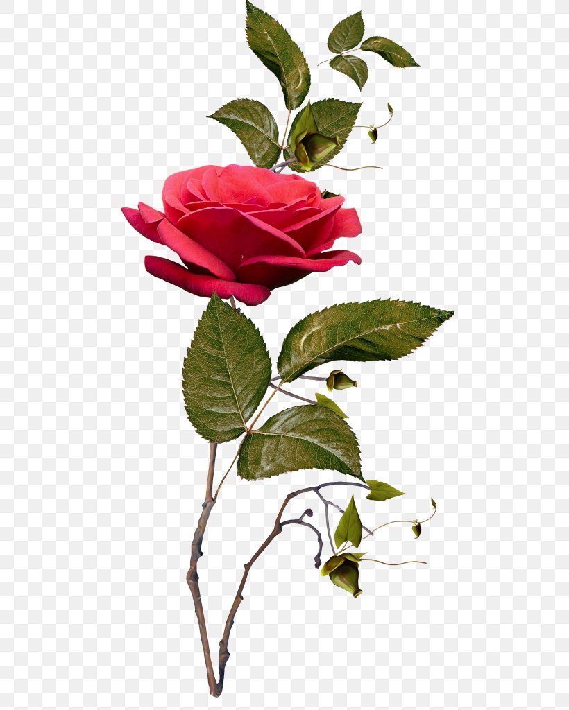 Garden Roses Flower, PNG, 488x1024px, Garden Roses, Branch, Flora, Floral Design, Flower Download Free