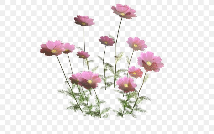 Lily Flower Cartoon, PNG, 599x513px, Flower, Annual Plant, Chrysanthemum, Cosmos, Cut Flowers Download Free