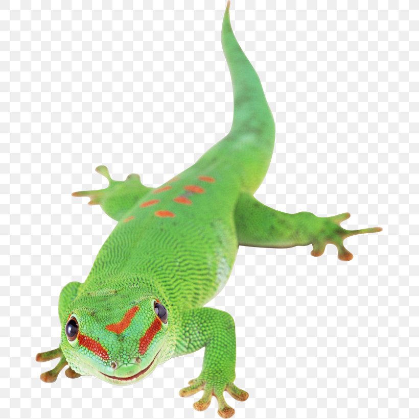 Lizard Chameleons Reptile Clip Art, PNG, 681x821px, Lizard, Amphibian, Animal Figure, Argentine Black And White Tegu, Chameleons Download Free