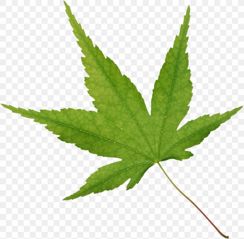 Maple Leaf Tree, PNG, 858x842px, Leaf, Autumn Leaf Color, Broadleaved Tree, Cannabis, Computer Software Download Free