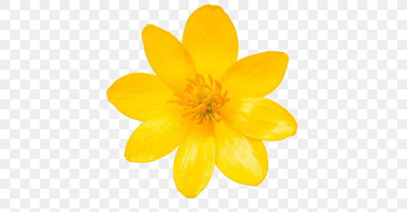Spring Flower, PNG, 640x427px, Petal, Flower, Lesser Celandine, Plant, Spring Download Free