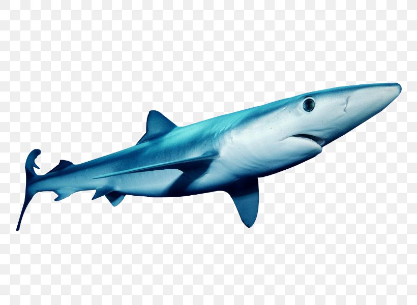 Tiger Shark Great White Shark Squaliformes Blue Shark Requiem Shark, PNG, 800x600px, Tiger Shark, Animal, Blue Shark, Carcharhiniformes, Cartilaginous Fish Download Free