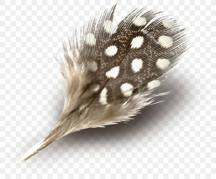Feather RGB Color Model Clip Art, PNG, 800x681px, Feather, Brown, Closeup, Color, Highdefinition Television Download Free