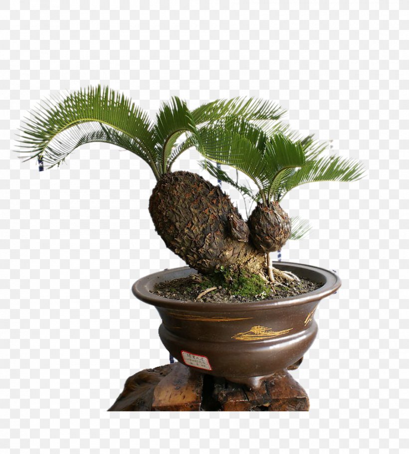 Sago Palm Bonsai Cycad Tree Seed, PNG, 900x1000px, Sago Palm, Areca Palm, Arecaceae, Bonsai, Cycad Download Free