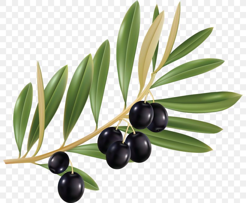 Olive Leaf Olive Branch Olive Oil Cailletier, PNG, 800x675px, Olive Leaf, Bilberry, Cailletier, Drawing, Food Download Free