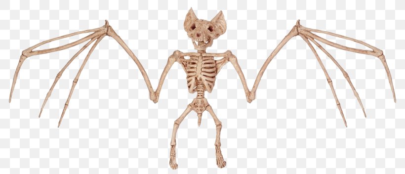 Bat Bone Human Skeleton Halloween, PNG, 800x352px, Watercolor, Cartoon, Flower, Frame, Heart Download Free